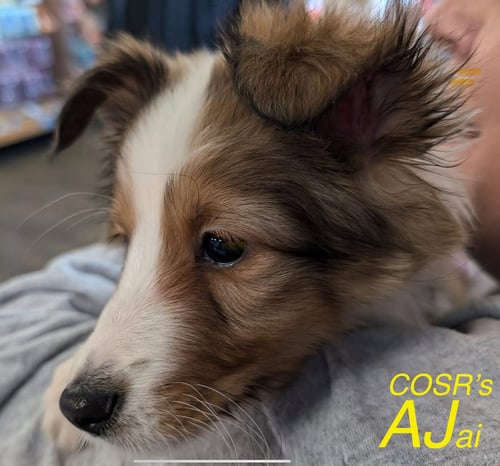 AJAI - Shetland Sheepdog Sheltie available for adoption