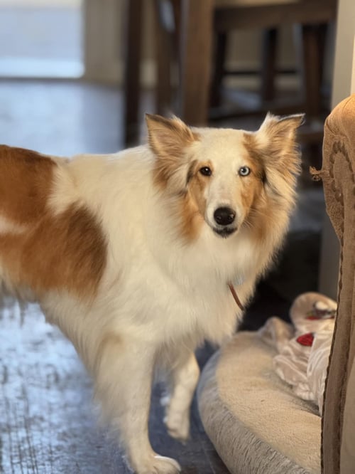 RYLEIGH - Shetland Sheepdog Sheltie available for adoption