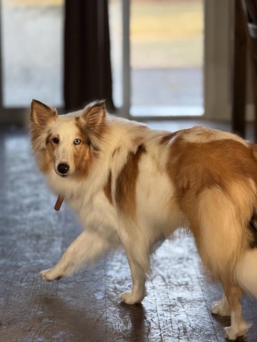 RYLEIGH - Shetland Sheepdog Sheltie available for adoption