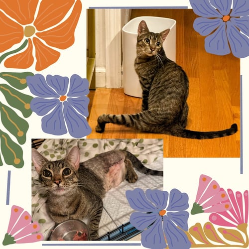 TRES - Domestic Short Hair available for adoption