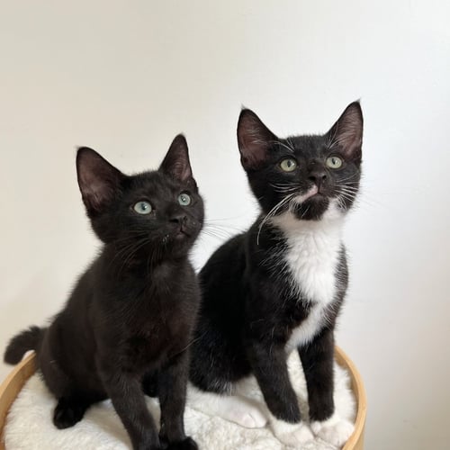 HONEY & BUNS - Domestic Short Hair available for adoption