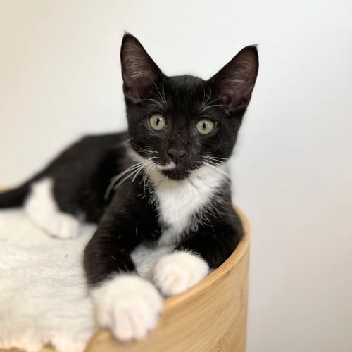 HONEY & BUNS - Domestic Short Hair available for adoption