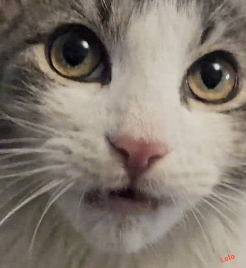 LOLO THE LOVER (THE ULTIMATE CHARMER) - Domestic Medium Hair available for adoption