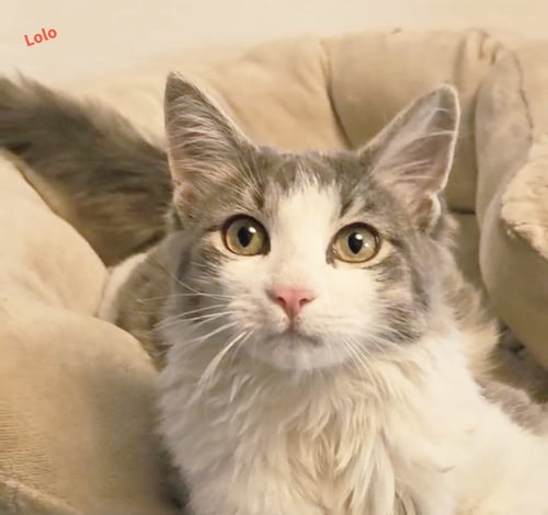 LOLO THE LOVER (THE ULTIMATE CHARMER) - Domestic Medium Hair available for adoption