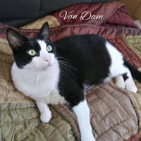 Van Dam - Photo 5