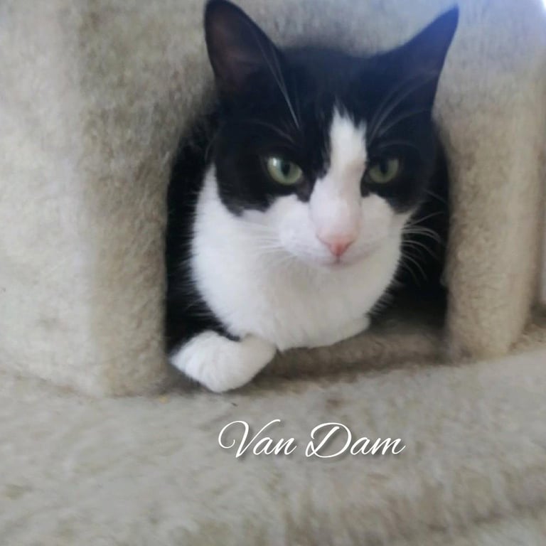 Van Dam Image