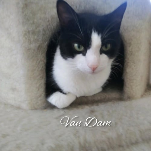 VAN DAM - Tuxedo for adoption in Yonkers