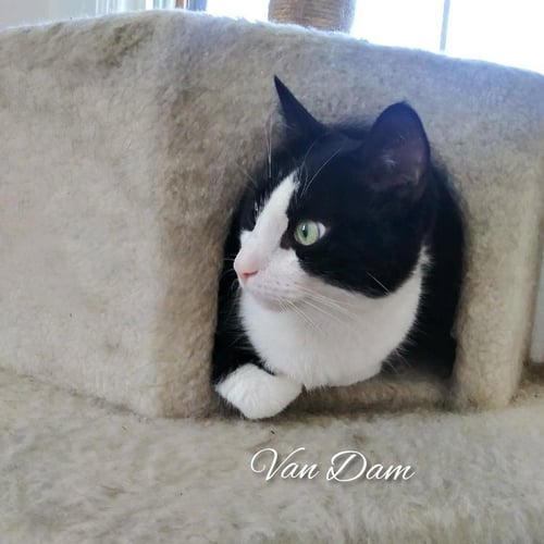 VAN DAM - Tuxedo available for adoption