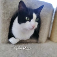 Van Dam - Photo 3
