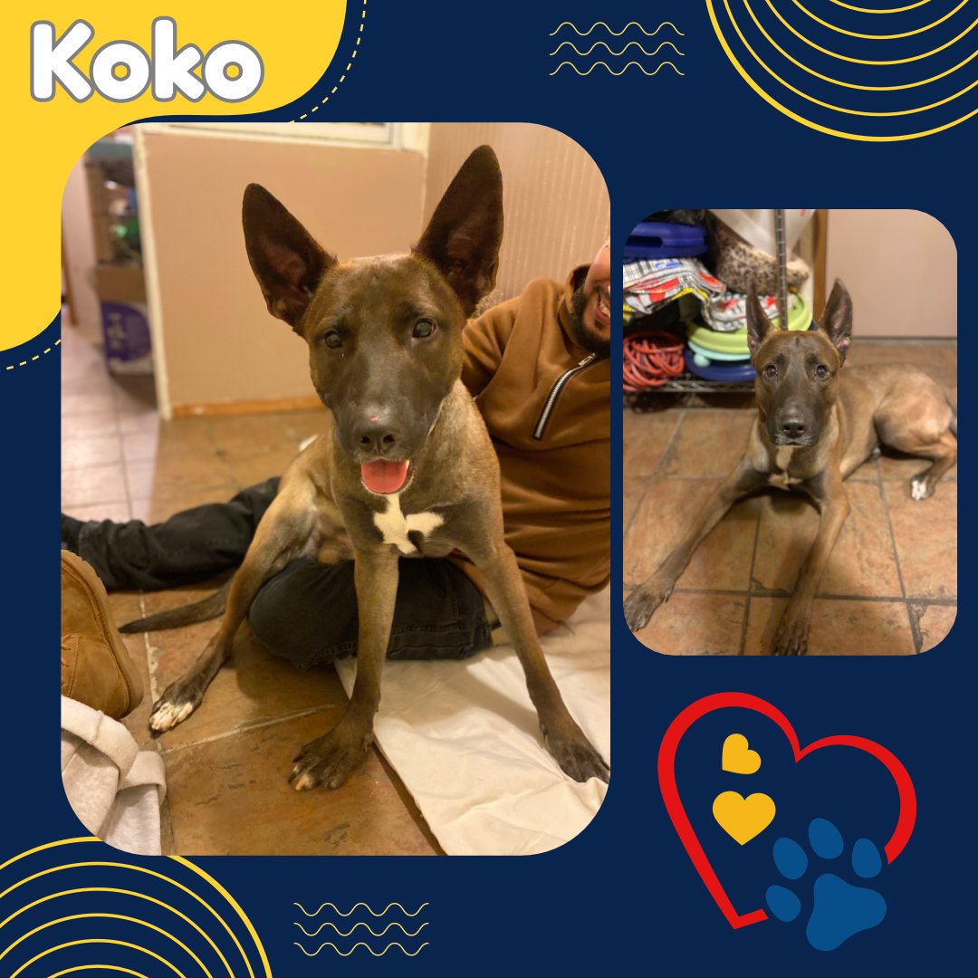 KOKO - German Shepherd Dog available for adoption