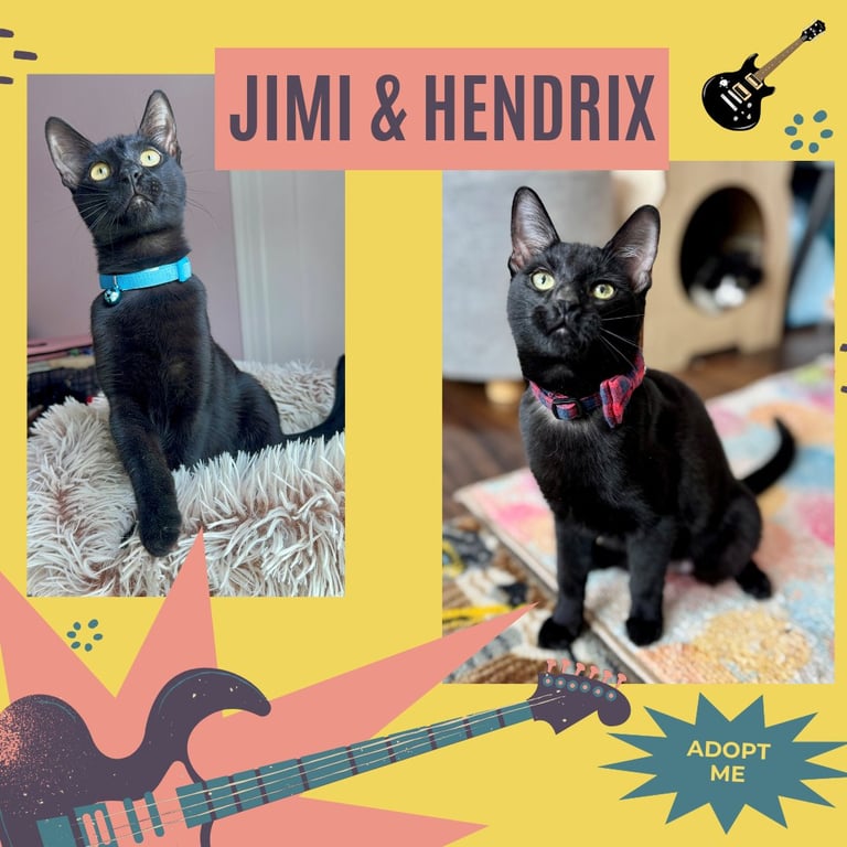 Jimi & Hendrix Image