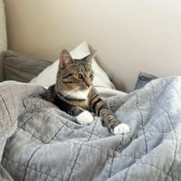Bitsy - Photo 2