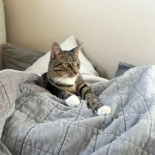 BITSY - Domestic Short Hair available for adoption