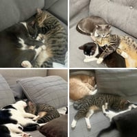 Bitsy - Photo 5