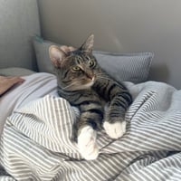 Bitsy - Photo 3