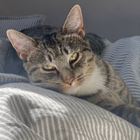 Bitsy - Photo 4