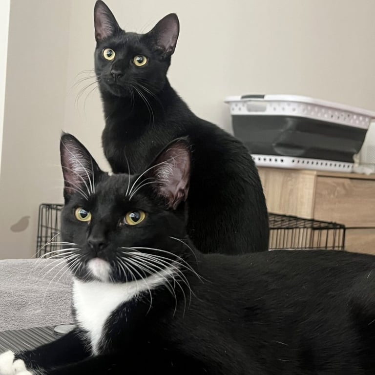 Ophelia and Theo Image