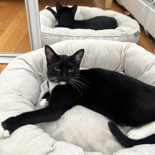 OPHELIA AND THEO - Domestic Short Hair available for adoption