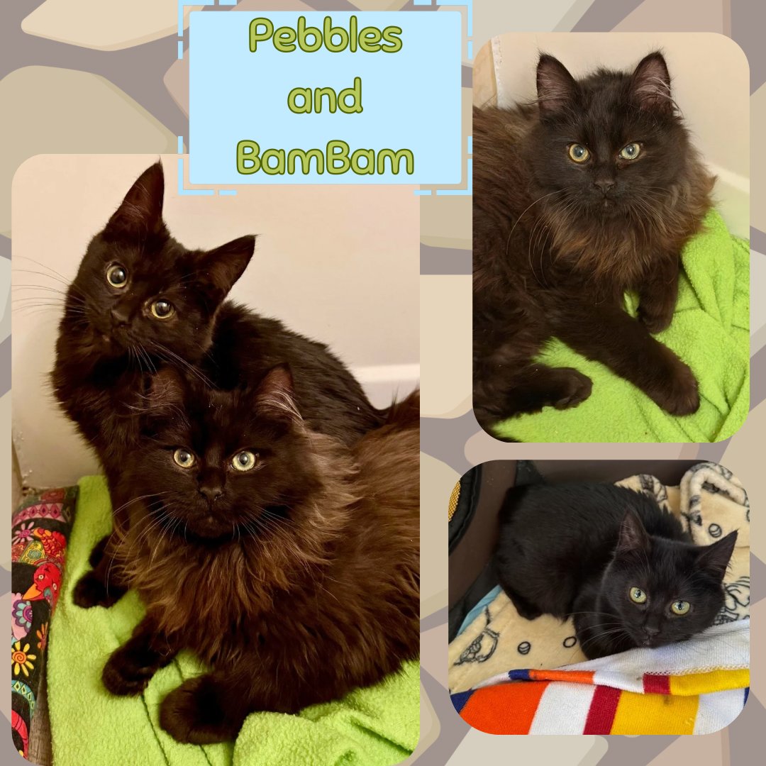 PEBBLES AND BAMBAM - BONDED SIBLINGS - Domestic Long Hair / Domestic Medium Hair available for adoption