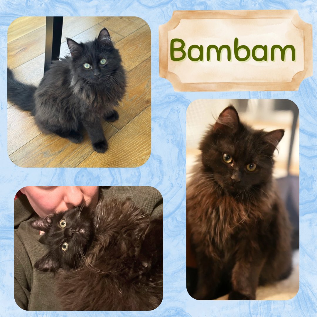 PEBBLES AND BAMBAM - BONDED SIBLINGS - Domestic Long Hair / Domestic Medium Hair available for adoption