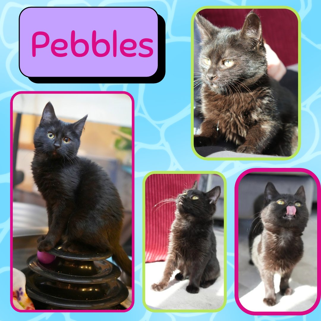 Pebbles and BamBam - bonded siblings - Photo 3