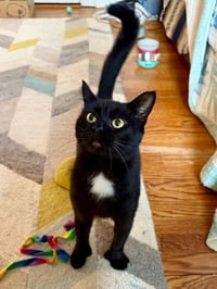 Moet’ the polydactyl - Photo 8