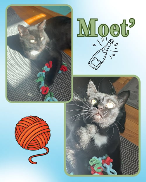 MOET’ THE POLYDACTYL - Extra-Toes Cat (Hemingway Polydactyl) for adoption in Yonkers