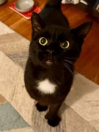 Moet’ the polydactyl - Photo 9