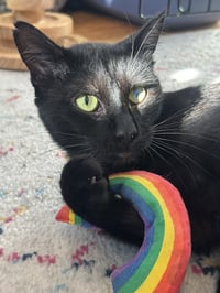 Moet’ the polydactyl - Photo 3