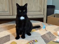 Moet’ the polydactyl - Photo 5