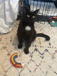 Moet’ the polydactyl - Photo 4