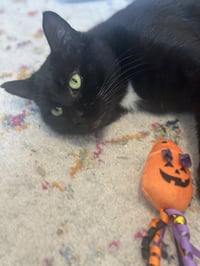 Moet’ the polydactyl - Photo 6