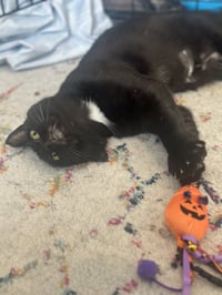 Moet’ the polydactyl - Photo 7