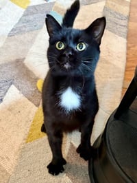 Moet’ the polydactyl - Photo 2