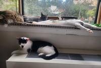 Chaplin and Tigger - Photo 2