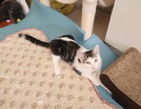 Chaplin and Tigger - Photo 3