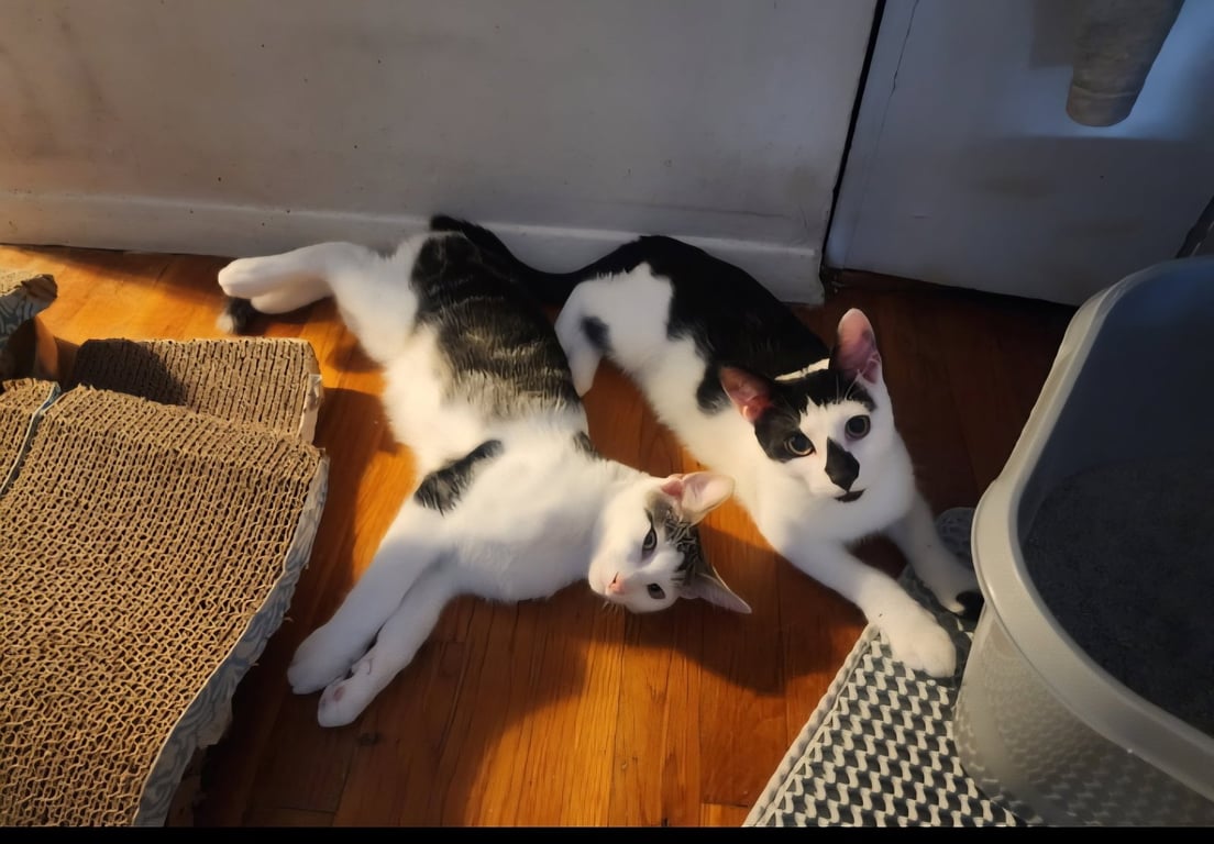 Chaplin and Tigger Image