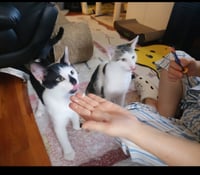Chaplin and Tigger - Photo 4
