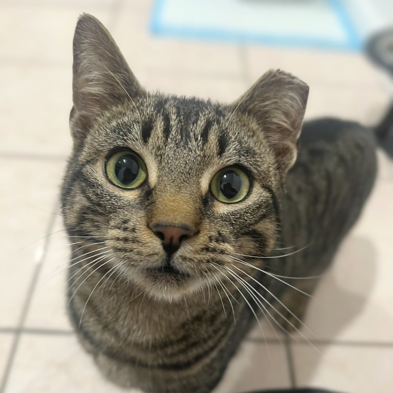 BUBBLES - Domestic Short Hair available for adoption