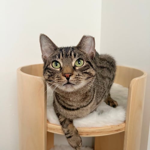 BUBBLES - Domestic Short Hair available for adoption