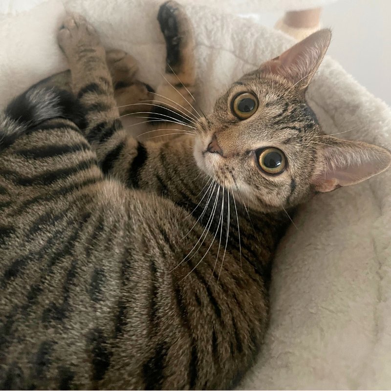 ITSY - American Shorthair available for adoption