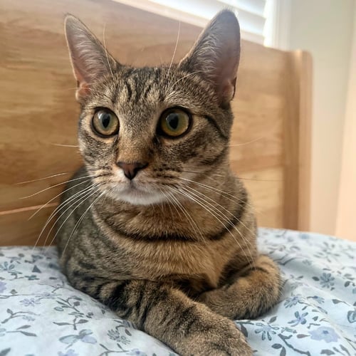 ITSY - American Shorthair available for adoption