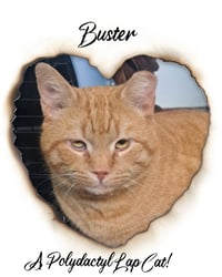 BUSTER - Photo 6
