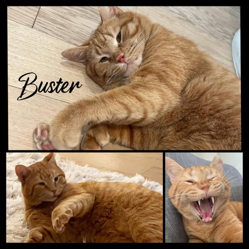 BUSTER - Domestic Short Hair available for adoption
