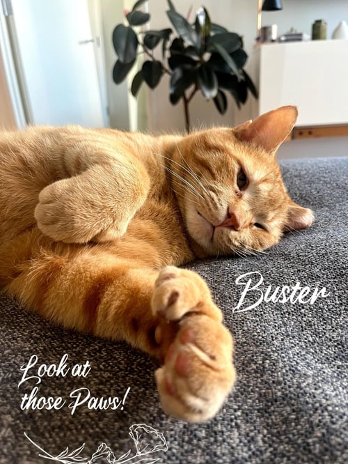 BUSTER - Domestic Short Hair available for adoption