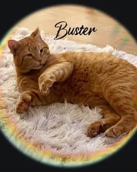 BUSTER - Photo 5
