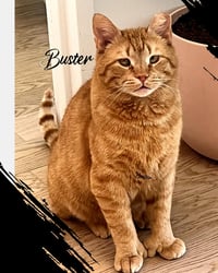 BUSTER - Photo 3