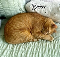 BUSTER - Photo 4