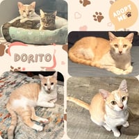 Dorito - Photo 2