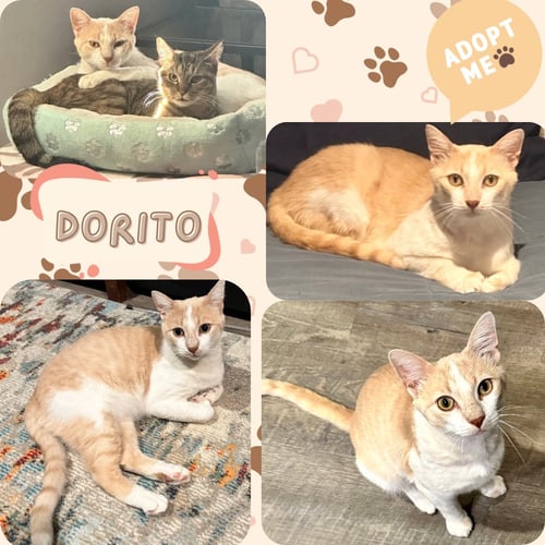 DORITO - Domestic Short Hair available for adoption